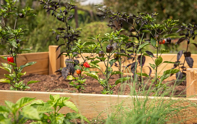 raised bed garden irrigation