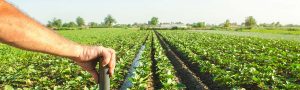 Farming
