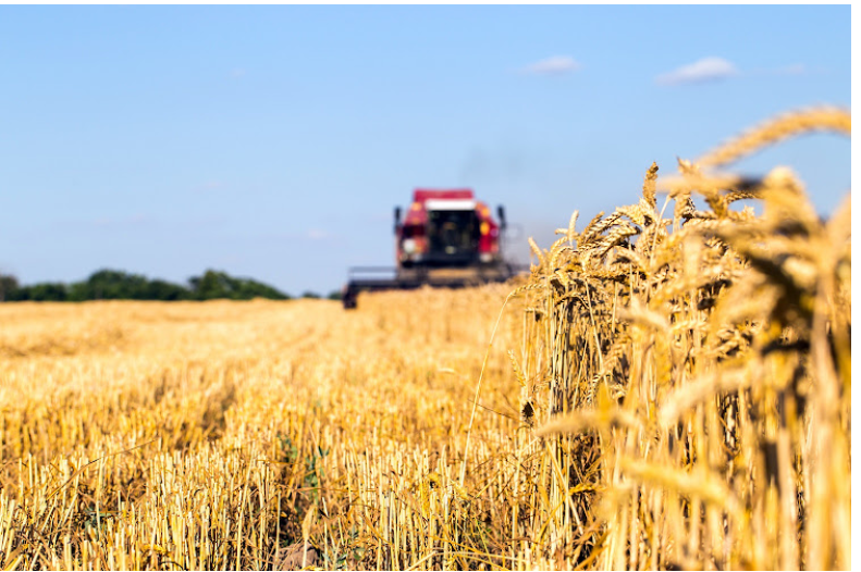 US Wheat Crop in Trouble