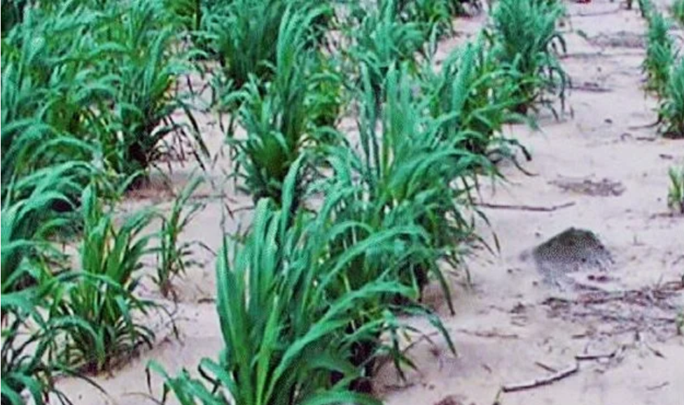 Using Oga on Pearl Millet