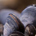 Mussels (Bi-Valves)