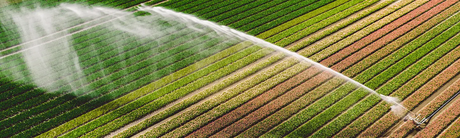 bkgnd-title-irrigated-field | IrrigationSupplyParts.com -- Irrigation Fittings, Camlock, Ringlock, Drip Irrigation, Valves, Gauges