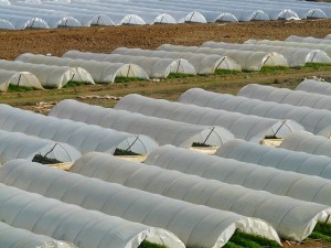 Weed barrier and mulch film for field greenhouses 